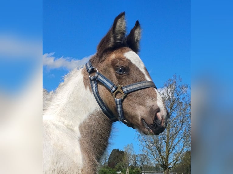 Dutch Tuigpaard Mix Stallion Foal (03/2024) 15,1 hh Pinto in Beekbergen