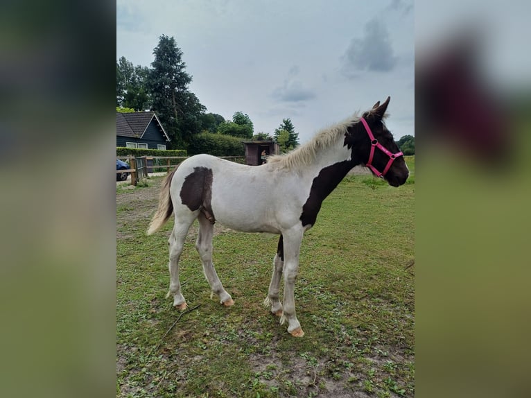 Dutch Tuigpaard Mix Stallion Foal (03/2024) 15,1 hh Pinto in Beekbergen