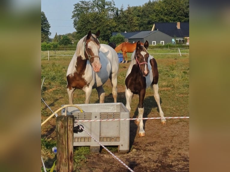 Dutch Tuigpaard Mix Stallion Foal (03/2024) 15,1 hh Pinto in Beekbergen