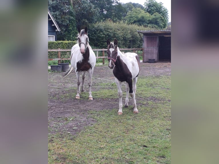 Dutch Tuigpaard Mix Stallion Foal (03/2024) 15,1 hh Pinto in Beekbergen