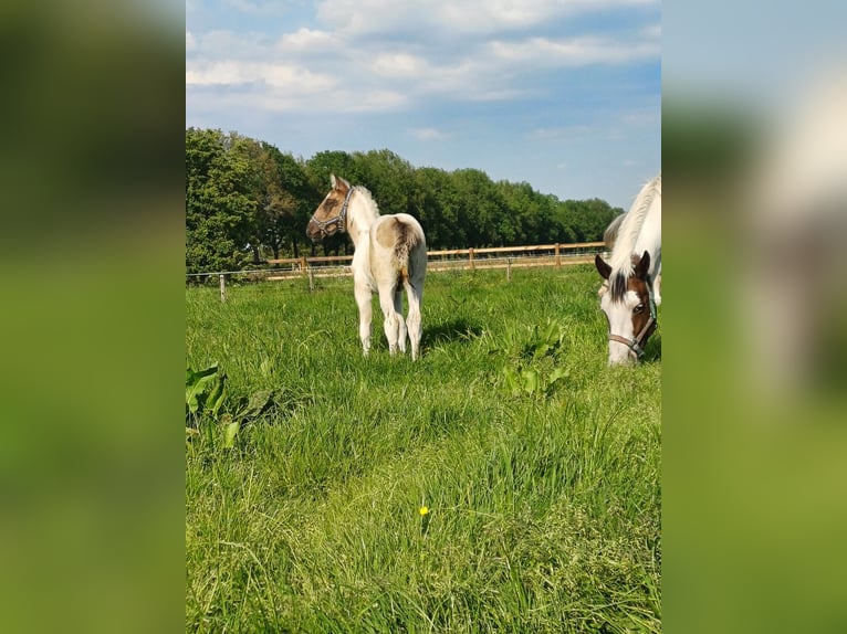 Dutch Tuigpaard Mix Stallion Foal (03/2024) 15,1 hh Pinto in Beekbergen