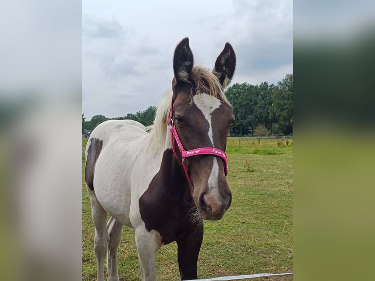 Dutch Tuigpaard Mix Stallion Foal (03/2024) 15,1 hh Pinto in Beekbergen