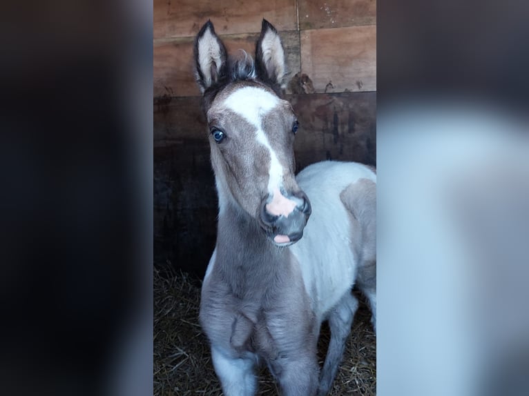 Dutch Tuigpaard Mix Stallion Foal (03/2024) 15,1 hh Pinto in Beekbergen