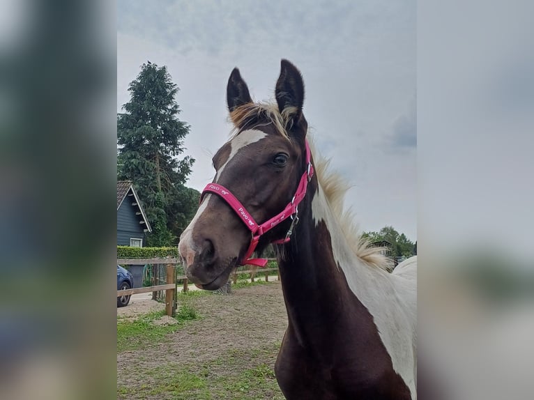 Dutch Tuigpaard Mix Stallion Foal (03/2024) 15,1 hh Pinto in Beekbergen