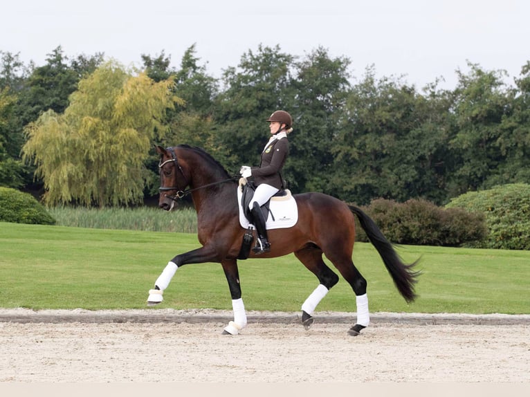 DYNAMIC DREAM Westfaliano Stallone Baio in Syke