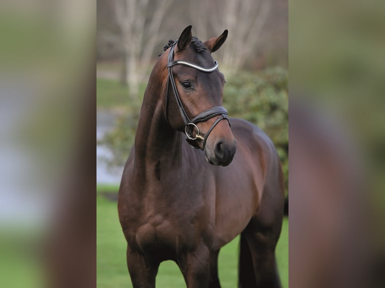 DYNAMIC DREAM Westfaliano Stallone Baio in Syke