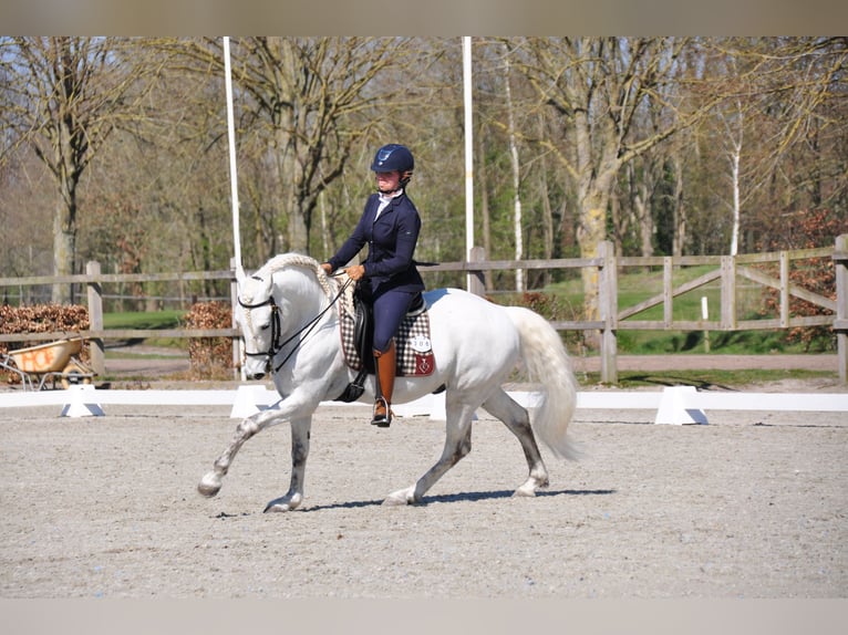 EARL D ISSEL Caballo camargués Semental Tordo in Wesel