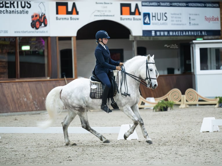 EARL D ISSEL Caballo camargués Semental Tordo in Wesel