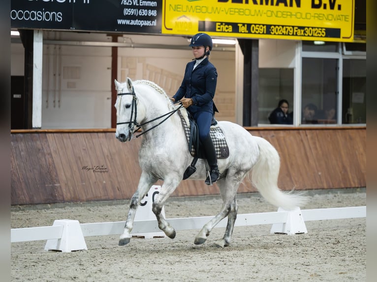 EARL D ISSEL Camargue Étalon Gris in Wesel