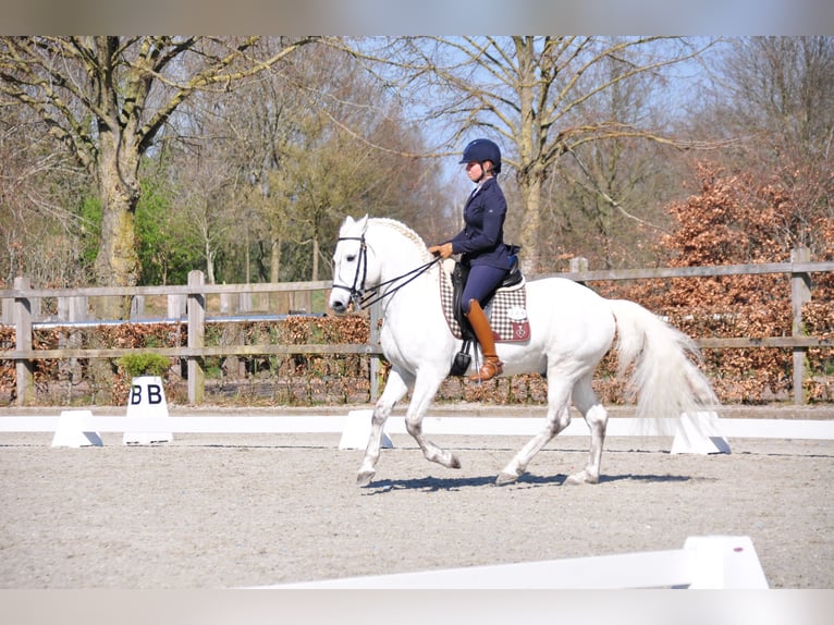 EARL D ISSEL Camargue Hengst Schimmel in Wesel