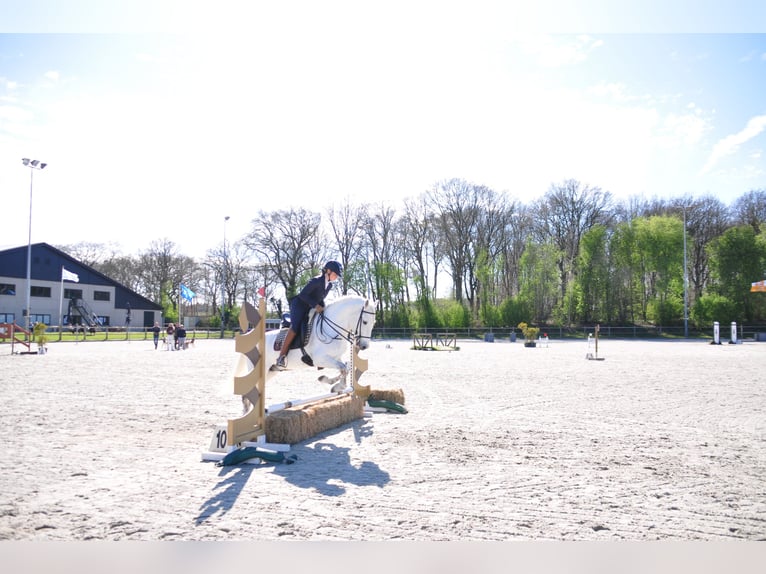 EARL D ISSEL Camargue Ogier Siwa in Wesel