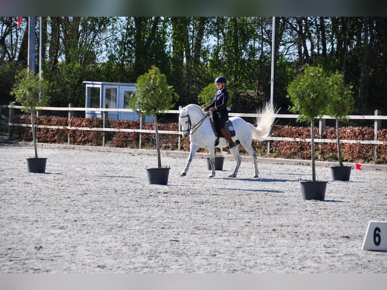 EARL D ISSEL Camargue Ogier Siwa in Wesel