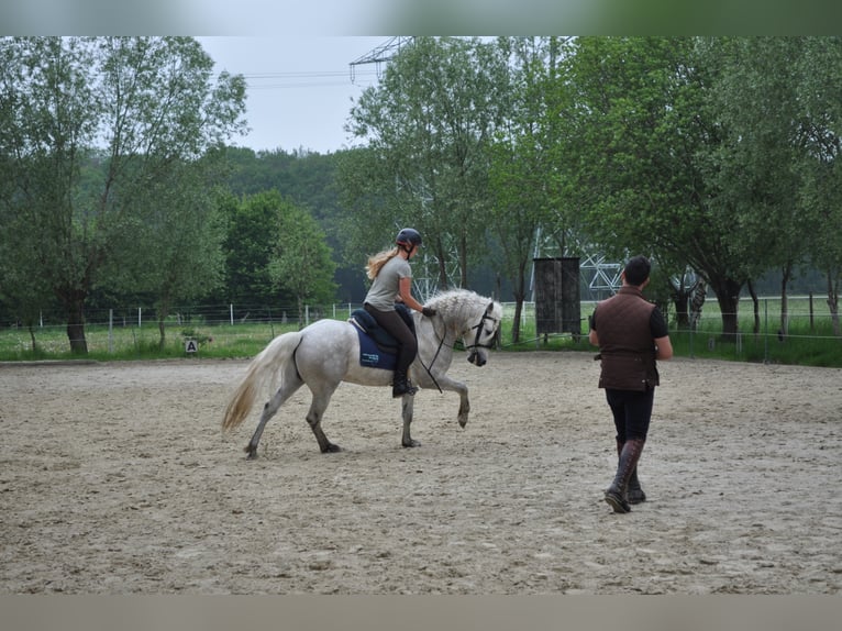 EARL D ISSEL Camargue Stallion Gray in Wesel