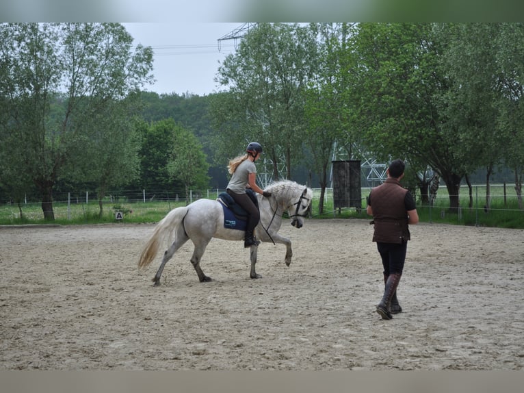 EARL D ISSEL Camargue Stallion Grey in Wesel