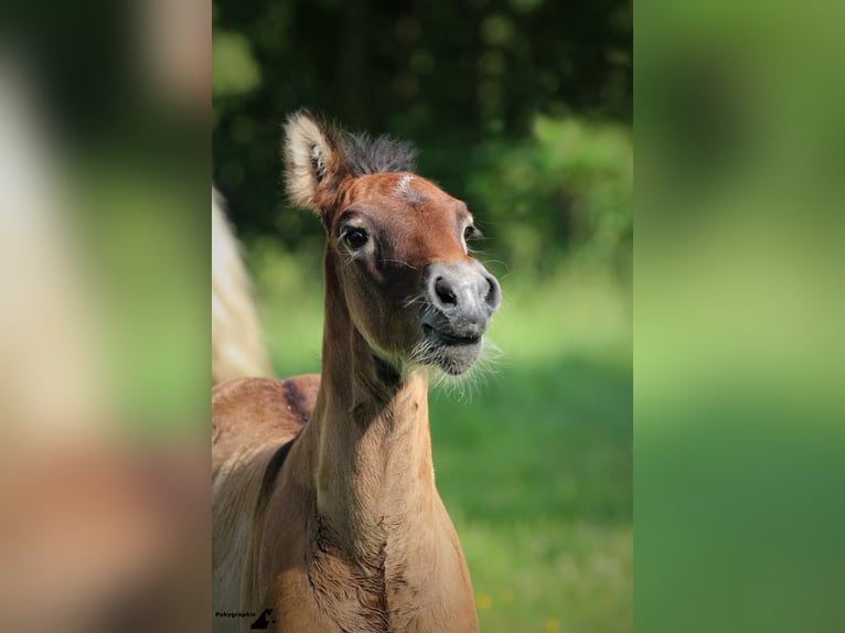 EARL D ISSEL Camargue Stallion Grey in Wesel