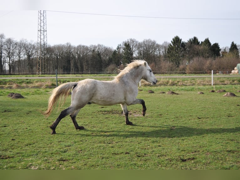 EARL D ISSEL Camargue Stallion Grey in Wesel