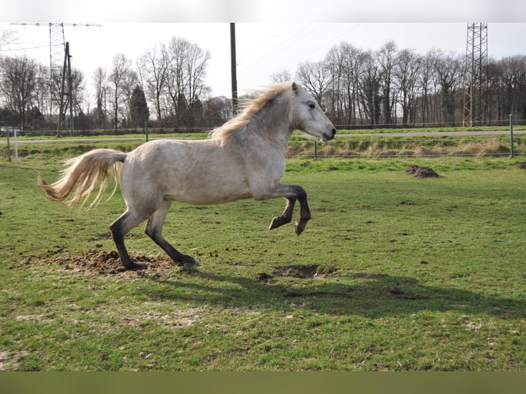 EARL D ISSEL Camargue Stallion Grey in Wesel