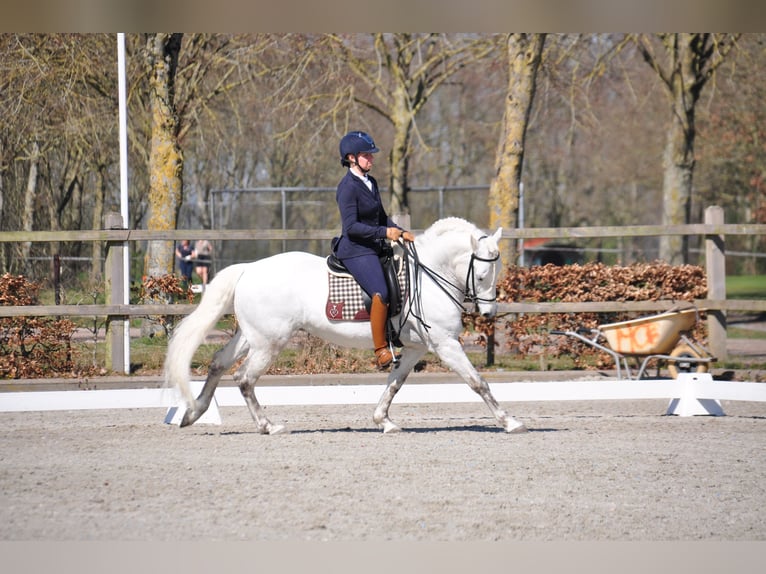 EARL D ISSEL Camargue Stallion Grey in Wesel