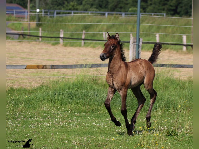 EARL D ISSEL Camargue Stallion Grey in Wesel