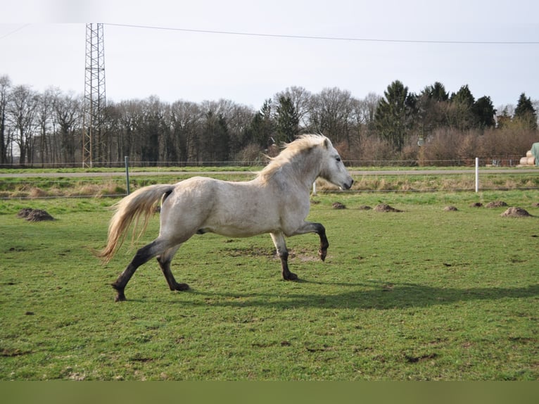 EARL D ISSEL Camargue Stallone Grigio in Wesel