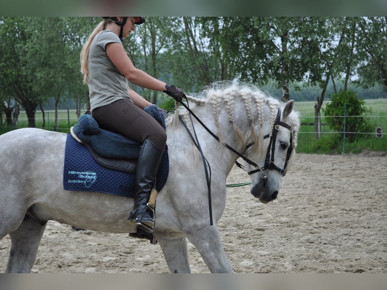 EARL D ISSEL Camargue Stallone Grigio in Wesel
