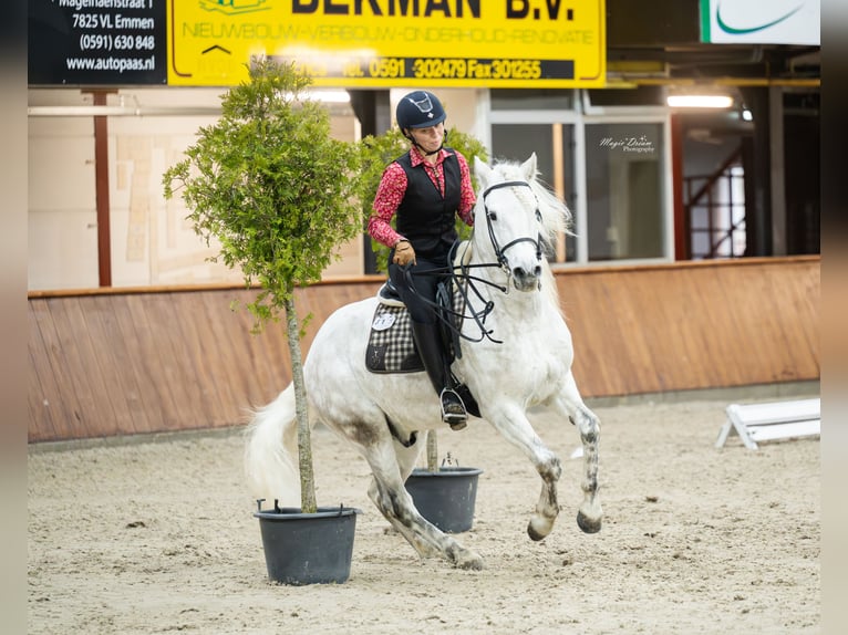 EARL D ISSEL Camargue Stallone Grigio in Wesel