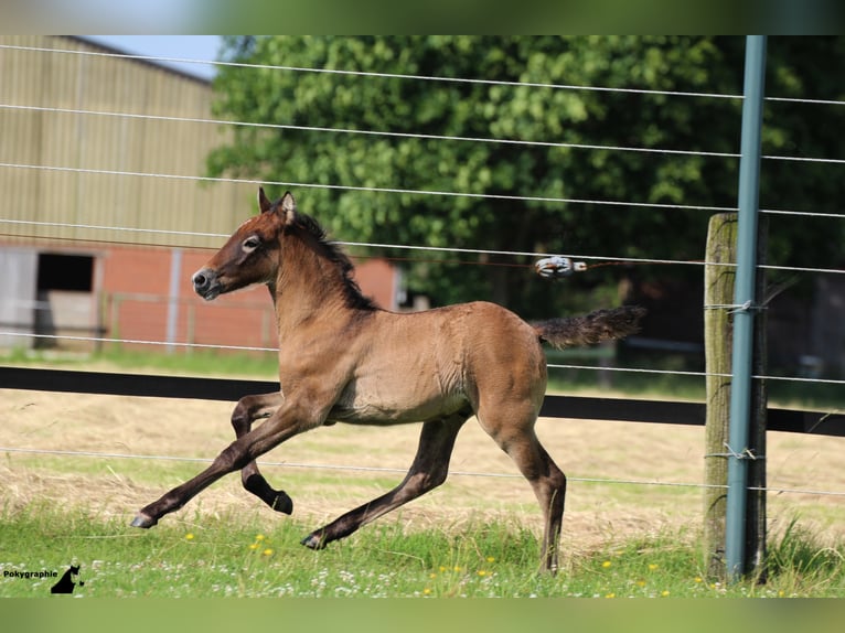 EARL D ISSEL Camargue Stallone Grigio in Wesel