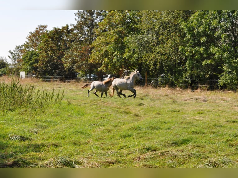 EARL D ISSEL Camargue Stallone Grigio in Wesel