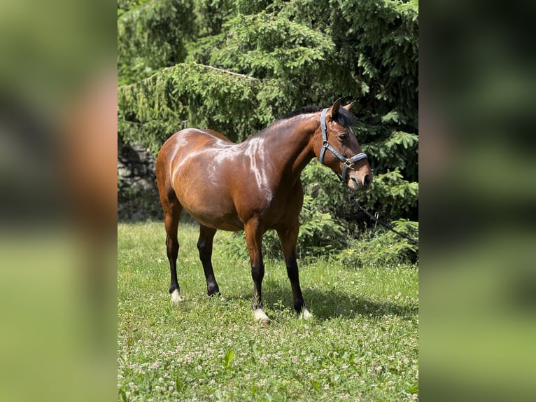 East Bulgarian Warmblood Mare 9 years 14.1 hh Brown in Castellamonte