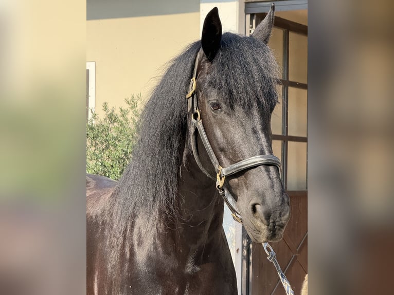 East Friesian Mare 10 years 16 hh Smoky-Black in Bedizzole