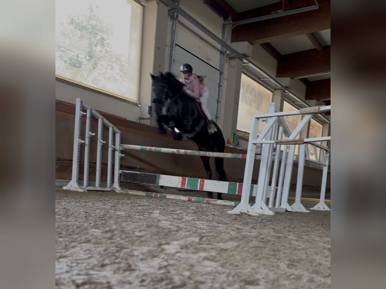 East Friesian Mare 10 years 16 hh Smoky-Black in Bedizzole