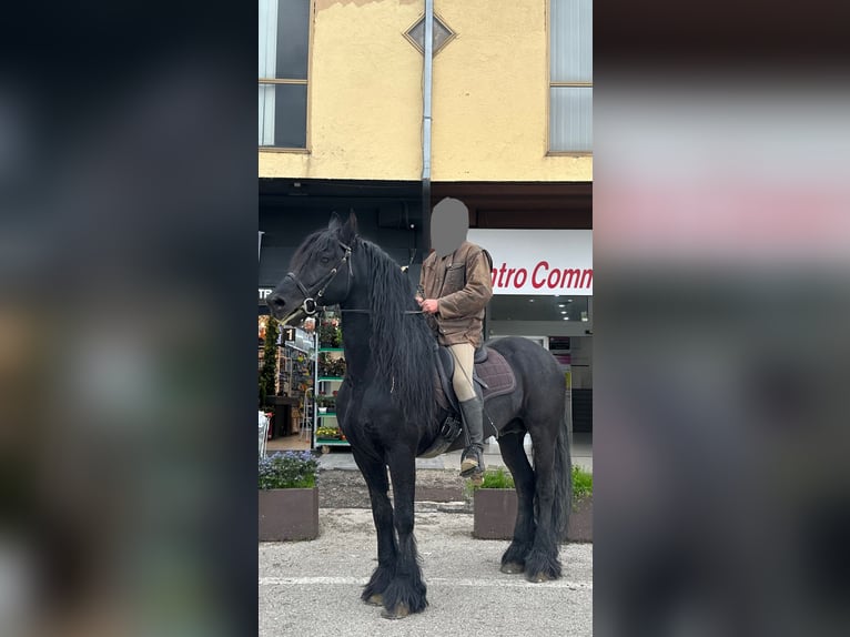 East Friesian Stallion 7 years 16 hh Black in Roma