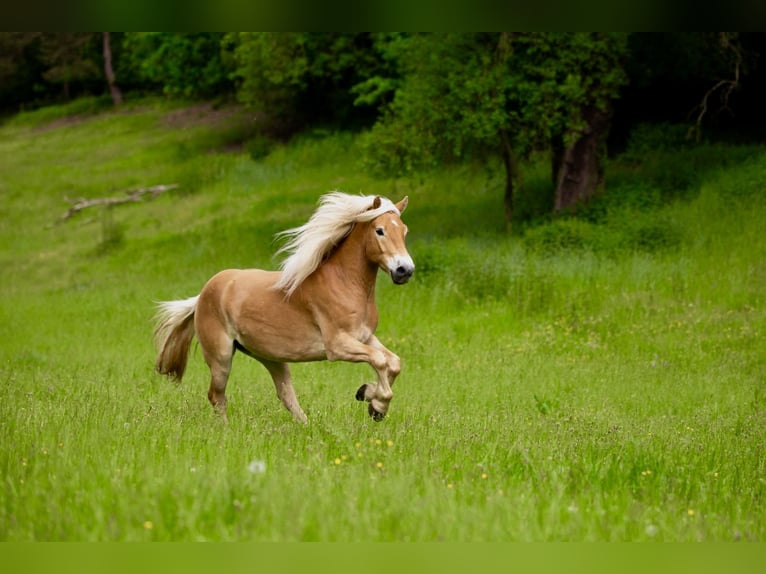 Edelbluthaflinger Caballo castrado 10 años 150 cm Alazán in Langenorla