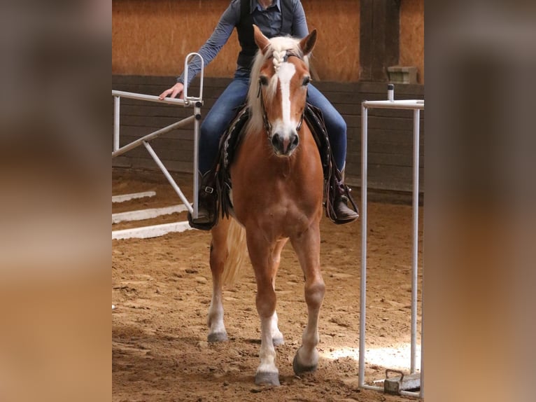 Edelbluthaflinger Caballo castrado 10 años 152 cm in Hilden