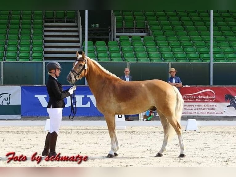 Edelbluthaflinger Caballo castrado 10 años 154 cm Alazán in Roßhaupten
