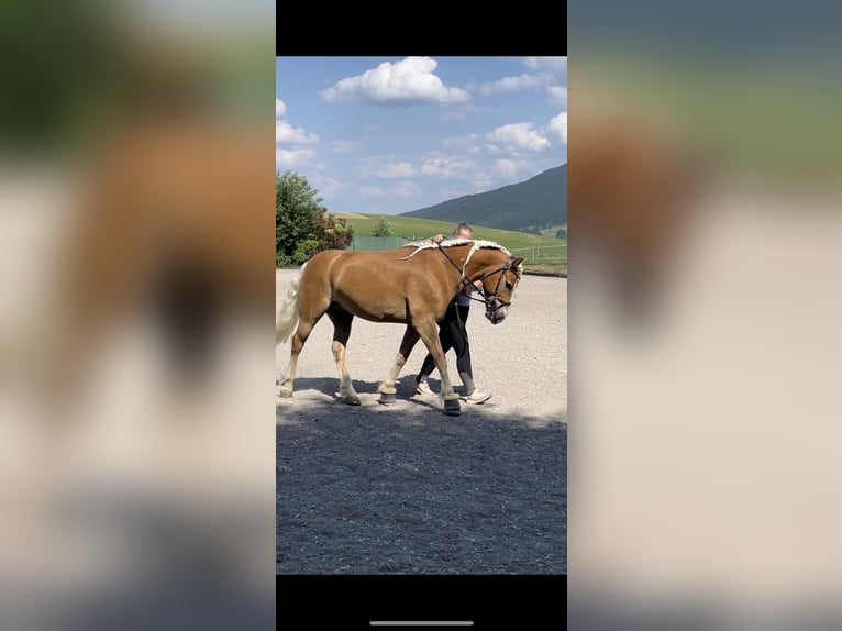 Edelbluthaflinger Caballo castrado 10 años 154 cm Alazán in Roßhaupten