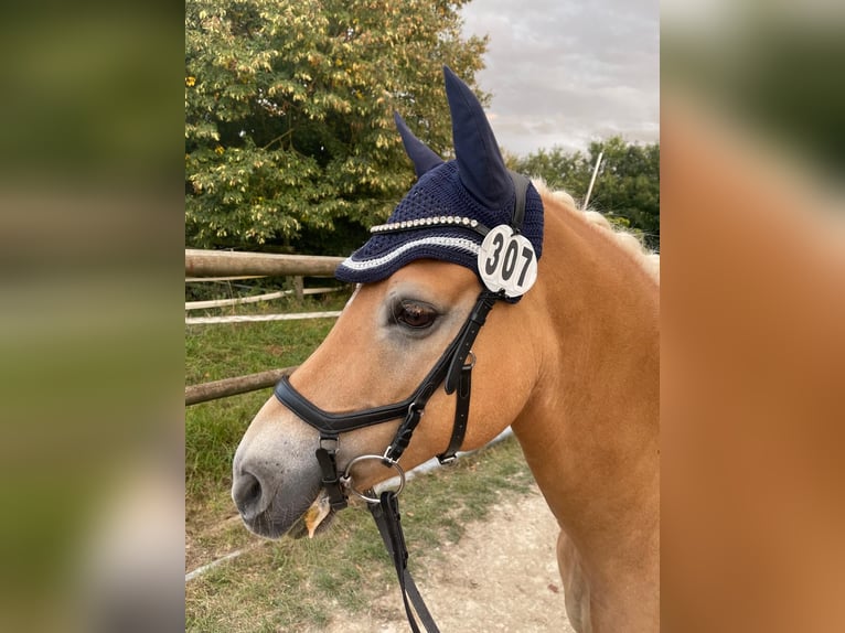 Edelbluthaflinger Caballo castrado 12 años 146 cm Alazán in Giengen an der Brenz