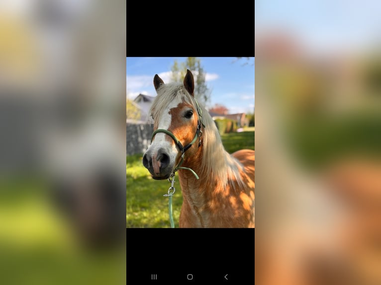 Edelbluthaflinger Caballo castrado 12 años 148 cm Alazán in Drentwede