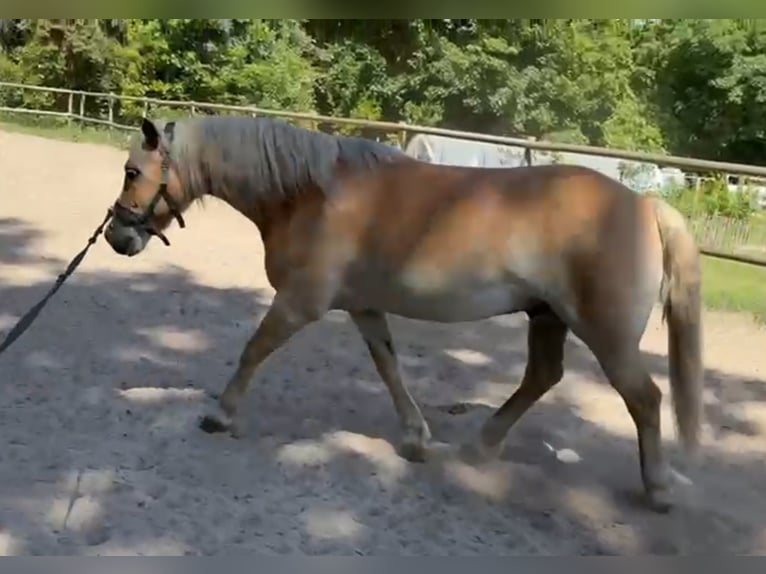 Edelbluthaflinger Caballo castrado 12 años 148 cm Alazán in Drentwede