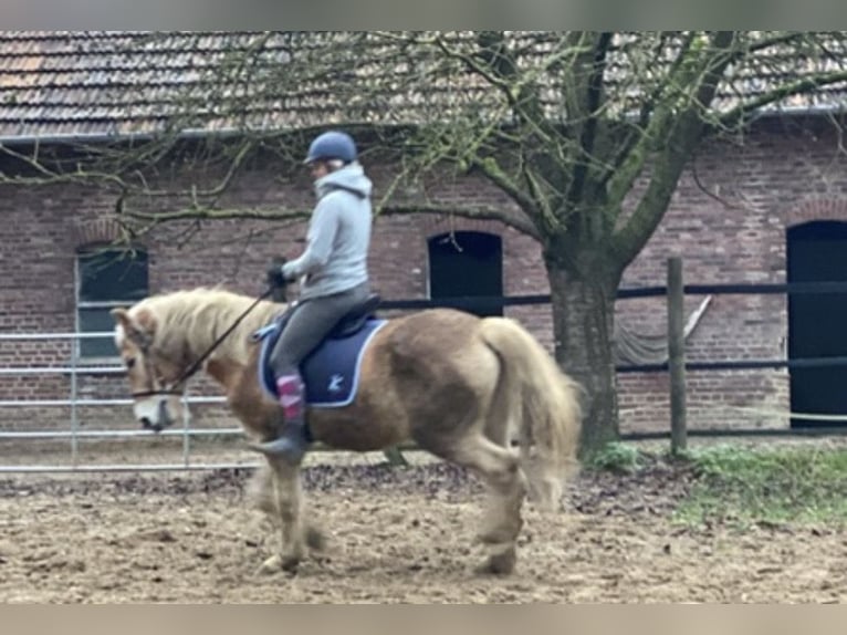 Edelbluthaflinger Caballo castrado 12 años 155 cm Alazán in Bielefeld