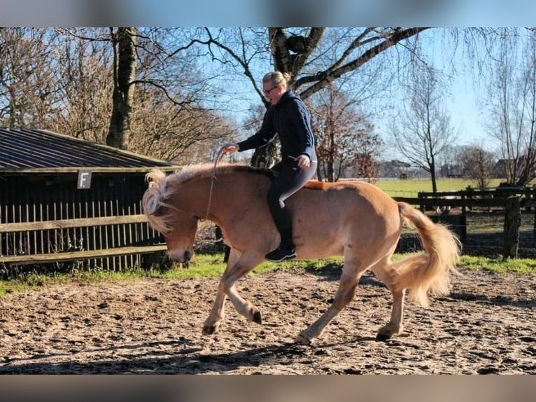 Edelbluthaflinger Caballo castrado 12 años 156 cm Alazán in Warendorf