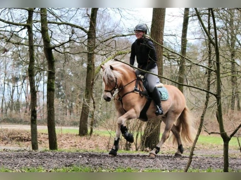 Edelbluthaflinger Caballo castrado 12 años 156 cm Alazán in Warendorf