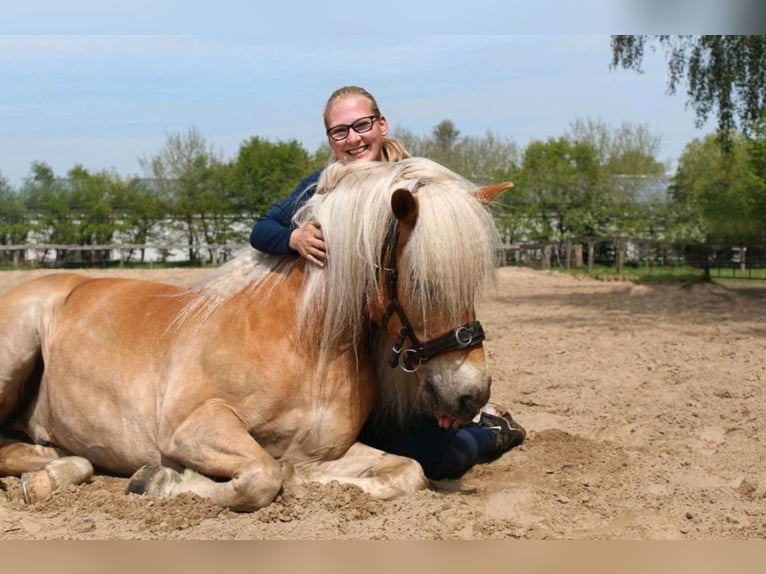 Edelbluthaflinger Caballo castrado 12 años 156 cm Alazán in Warendorf