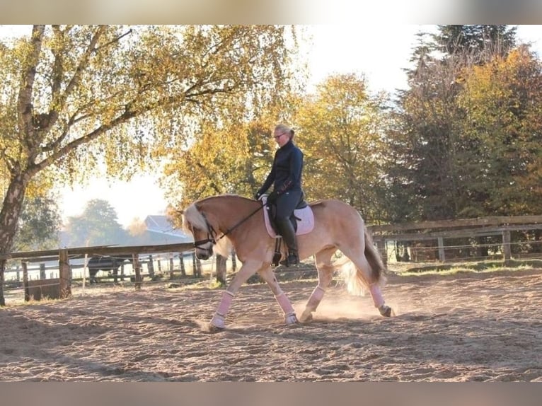 Edelbluthaflinger Caballo castrado 12 años 156 cm Alazán in Warendorf