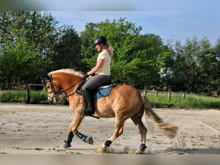 Edelbluthaflinger Caballo castrado 12 años 156 cm Alazán in Warendorf