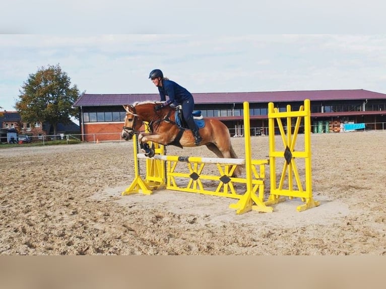 Edelbluthaflinger Caballo castrado 12 años 156 cm Alazán in Warendorf