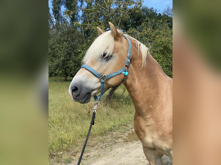 Edelbluthaflinger Caballo castrado 14 años 144 cm Castaño claro in Tirschenreuth