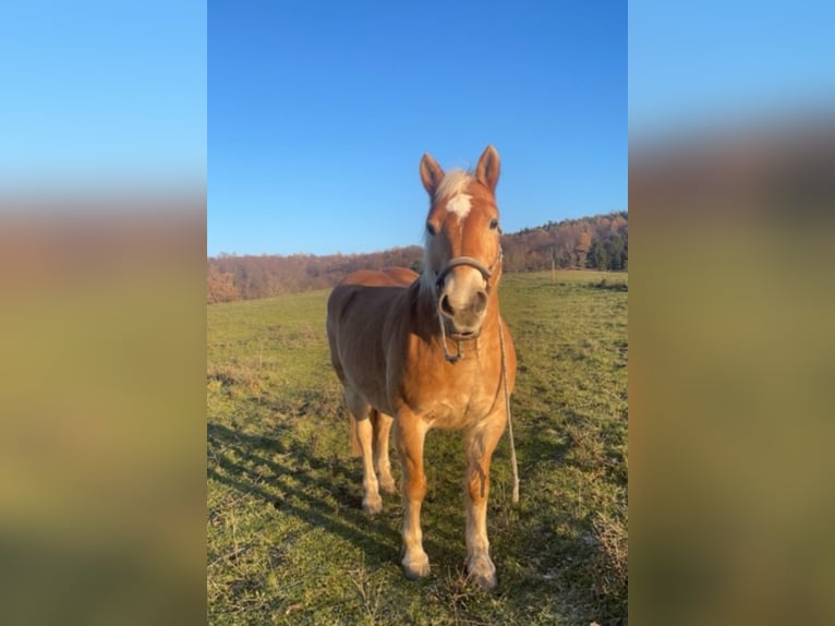 Edelbluthaflinger Caballo castrado 14 años 150 cm Alazán in Fischbachtal