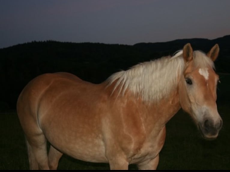 Edelbluthaflinger Caballo castrado 14 años 150 cm Alazán in Fischbachtal