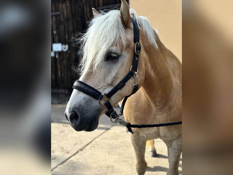 Edelbluthaflinger Caballo castrado 14 años 155 cm Alazán in Lutherstadt Wittenberg